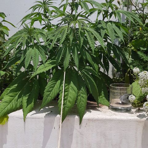 Lima Verde growlog timeline photo