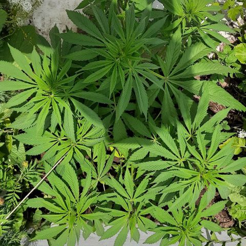 Lima Verde growlog timeline photo