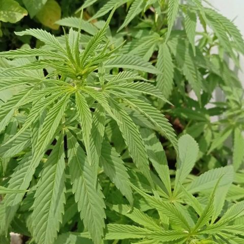 Lima Verde growlog timeline photo