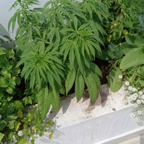 Lima Verde growlog timeline photo
