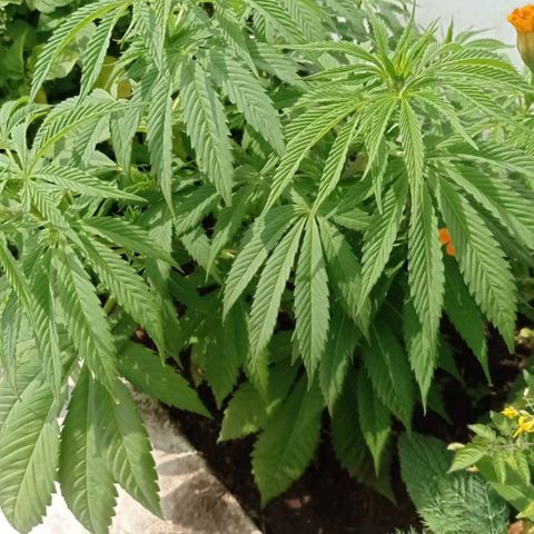 Lima Verde growlog timeline photo
