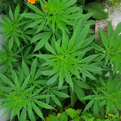 Lima Verde growlog timeline photo