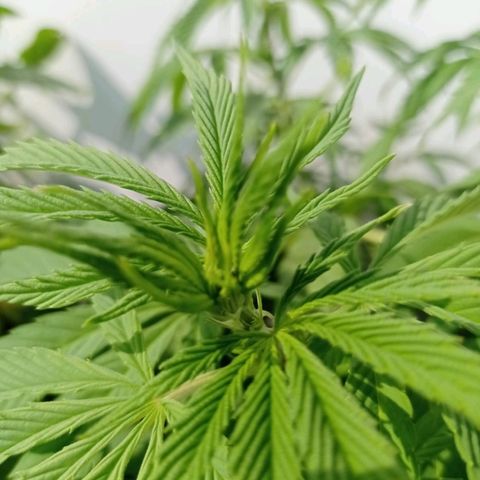 Lima Verde growlog timeline photo