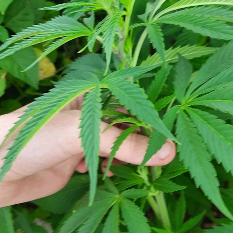 Lima Verde growlog timeline photo
