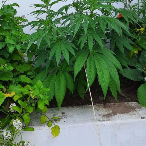 Lima Verde growlog timeline photo