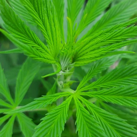 Lima Verde growlog timeline photo