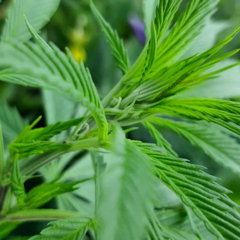 Lima Verde growlog timeline photo
