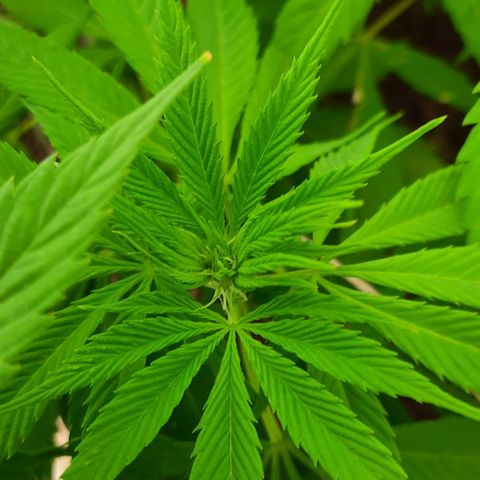 Lima Verde growlog timeline photo