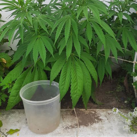 Lima Verde growlog timeline photo