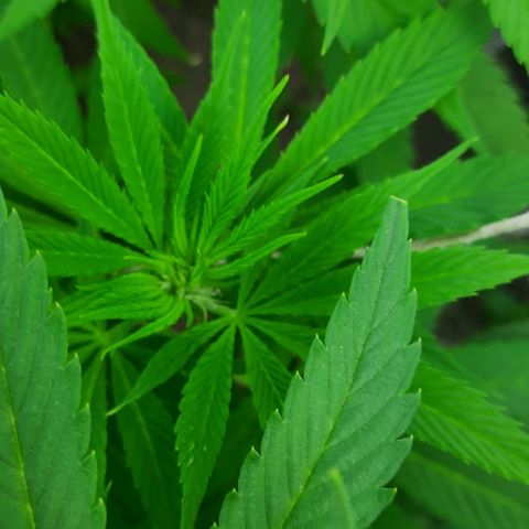 Lima Verde growlog timeline photo