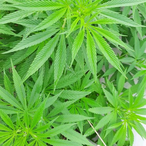 Lima Verde growlog timeline photo