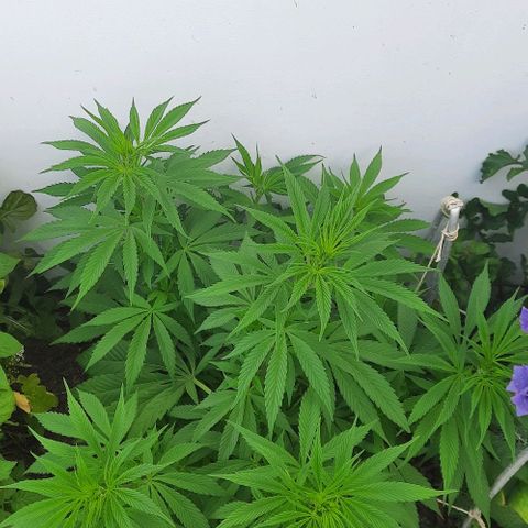 Lima Verde growlog timeline photo