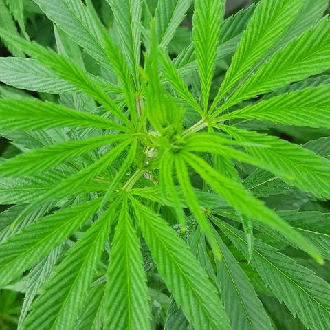 Lima Verde growlog timeline photo