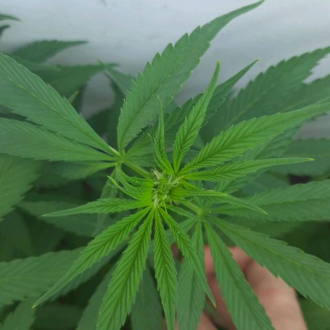 Lima Verde growlog timeline photo