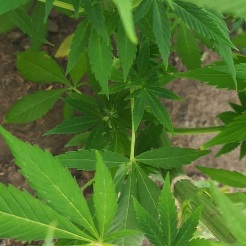 Lima Verde growlog timeline photo