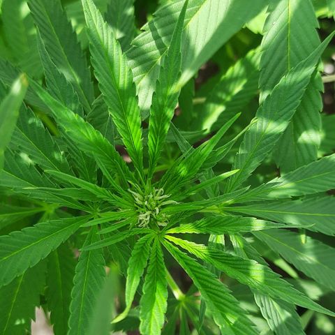 Lima Verde growlog timeline photo