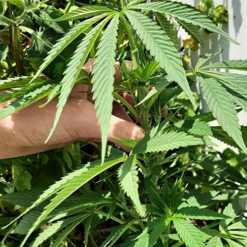 Lima Verde growlog timeline photo