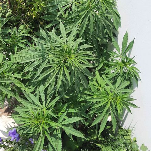 Lima Verde growlog timeline photo