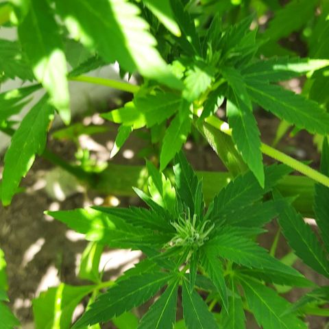 Lima Verde growlog timeline photo