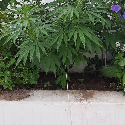 Lima Verde growlog timeline photo