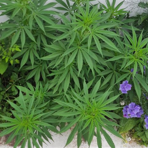 Lima Verde growlog timeline photo
