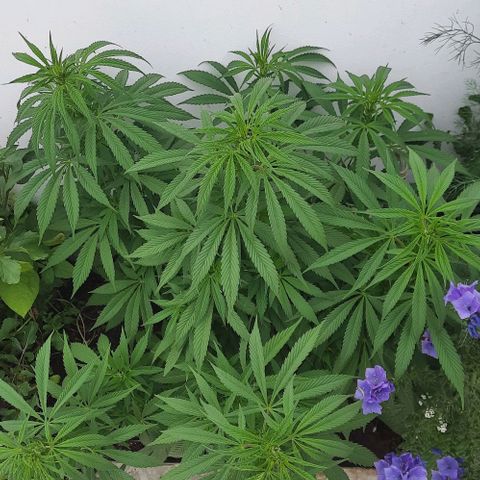 Lima Verde growlog timeline photo