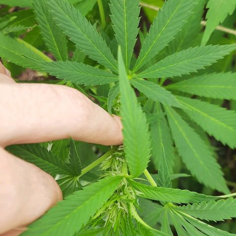 Lima Verde growlog timeline photo