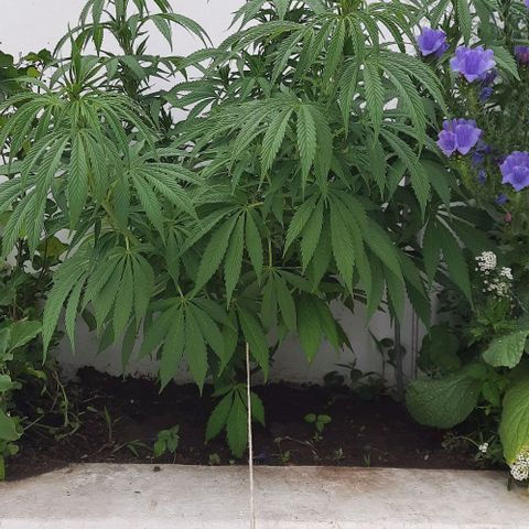 Lima Verde growlog timeline photo
