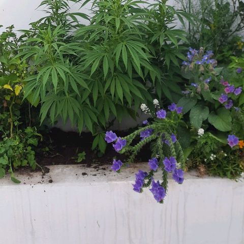 Lima Verde growlog timeline photo