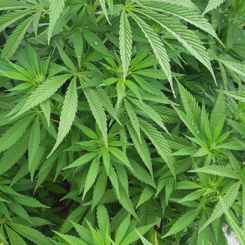 Lima Verde growlog timeline photo
