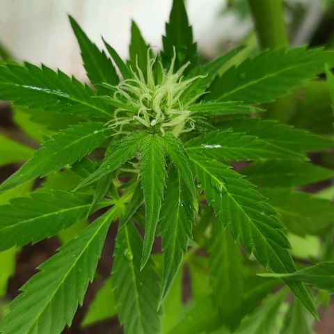 Lima Verde growlog timeline photo