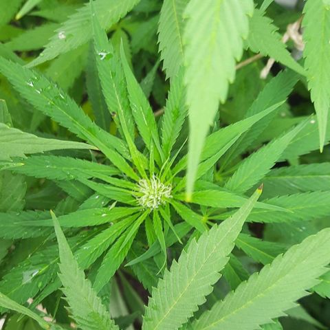 Lima Verde growlog timeline photo
