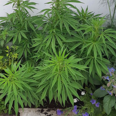 Lima Verde growlog timeline photo