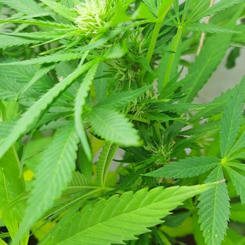Lima Verde growlog timeline photo