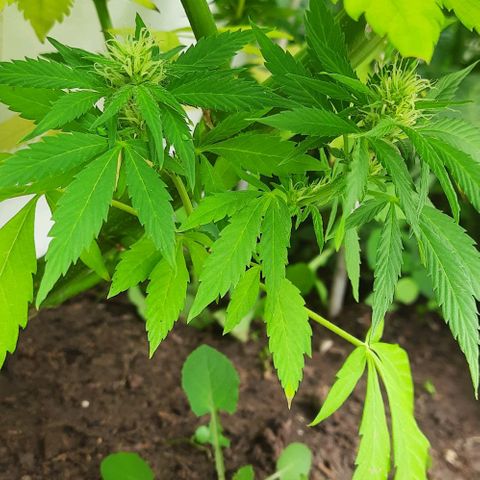 Lima Verde growlog timeline photo