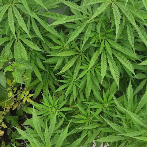 Lima Verde growlog timeline photo