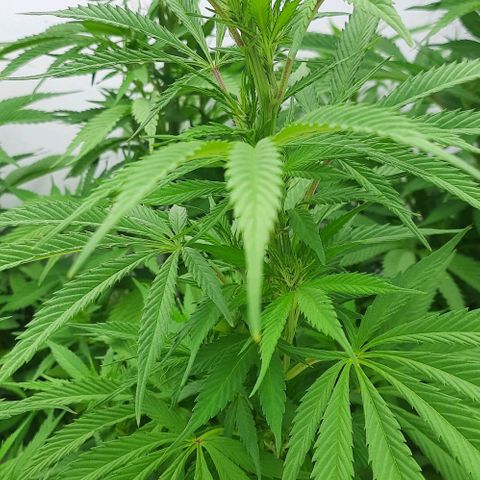 Lima Verde growlog timeline photo