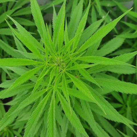 Lima Verde growlog timeline photo