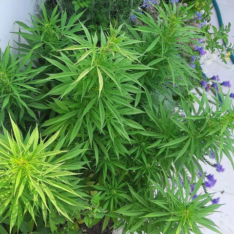 Lima Verde growlog timeline photo