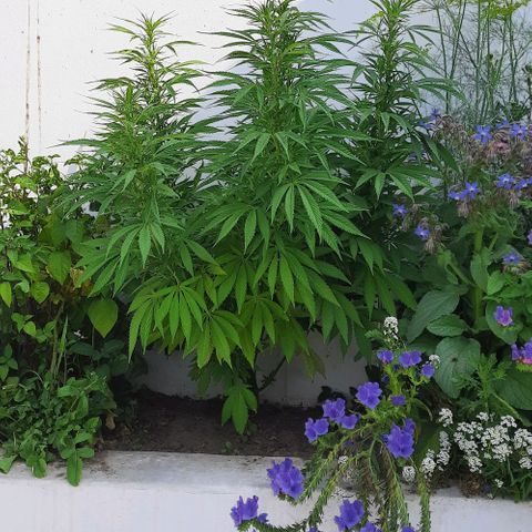 Lima Verde growlog timeline photo