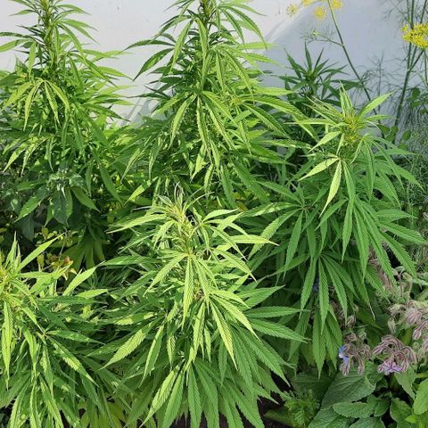 Lima Verde growlog timeline photo