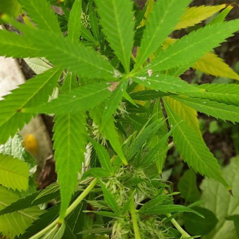 Lima Verde growlog timeline photo
