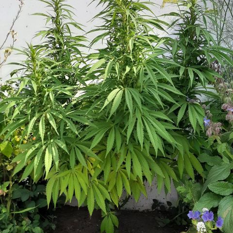 Lima Verde growlog timeline photo
