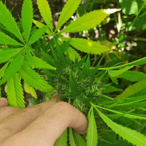 Lima Verde growlog timeline photo
