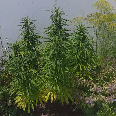 Lima Verde growlog timeline photo
