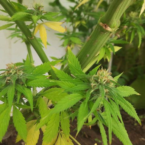 Lima Verde growlog timeline photo