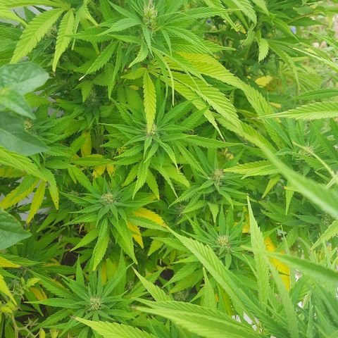 Lima Verde growlog timeline photo
