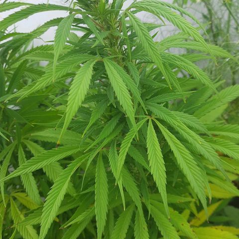 Lima Verde growlog timeline photo