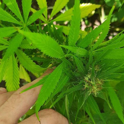 Lima Verde growlog timeline photo