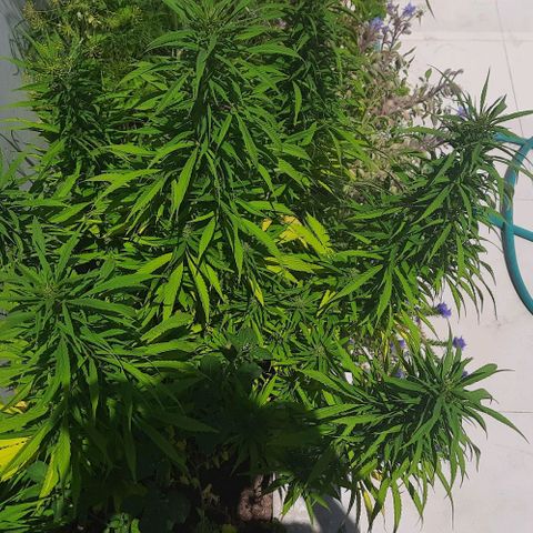 Lima Verde growlog timeline photo